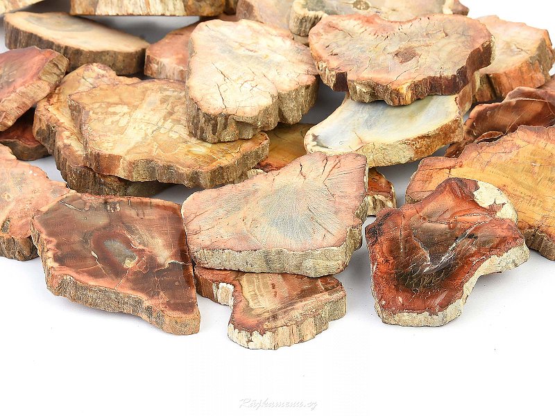 Zkamenělé dřevo plátek 40-75mm