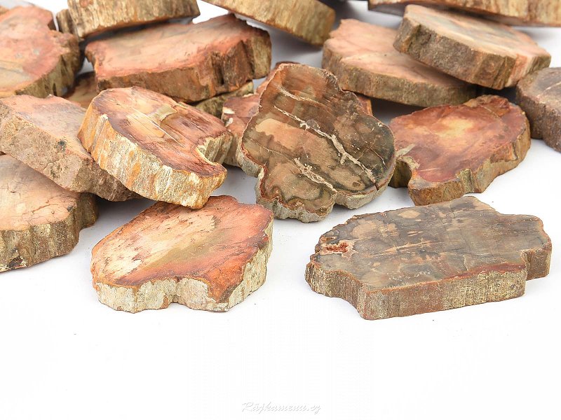 Zkamenělé dřevo 45-50mm
