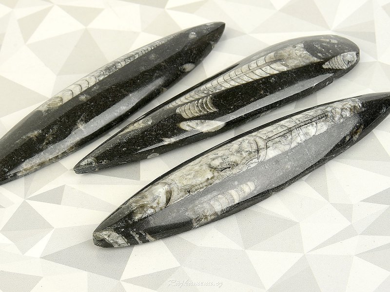 Orthoceras fossils from Morocco